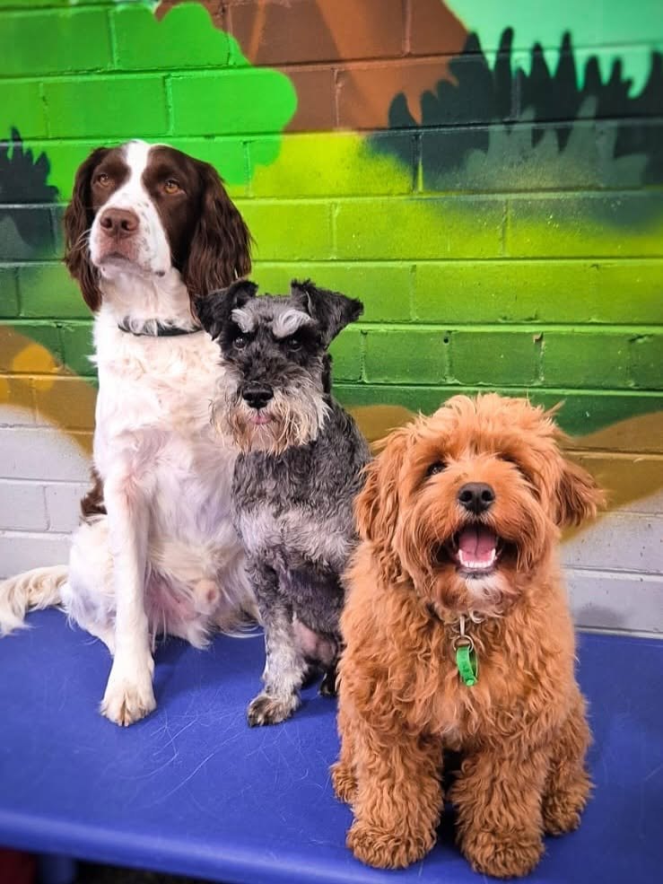 A spaniel, a schnauzer and a cavoodle sitting on a bench