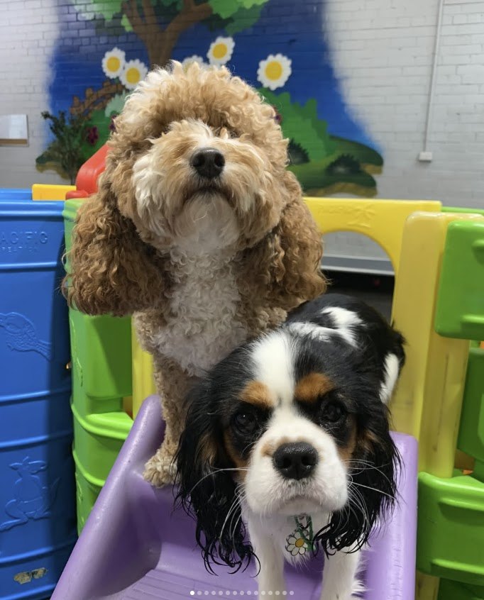 A cavoodle and a cavalier on the play castle