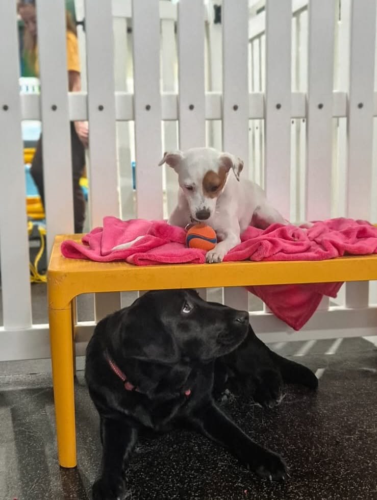 A small dog resting on a raised bed with a pink blanket
