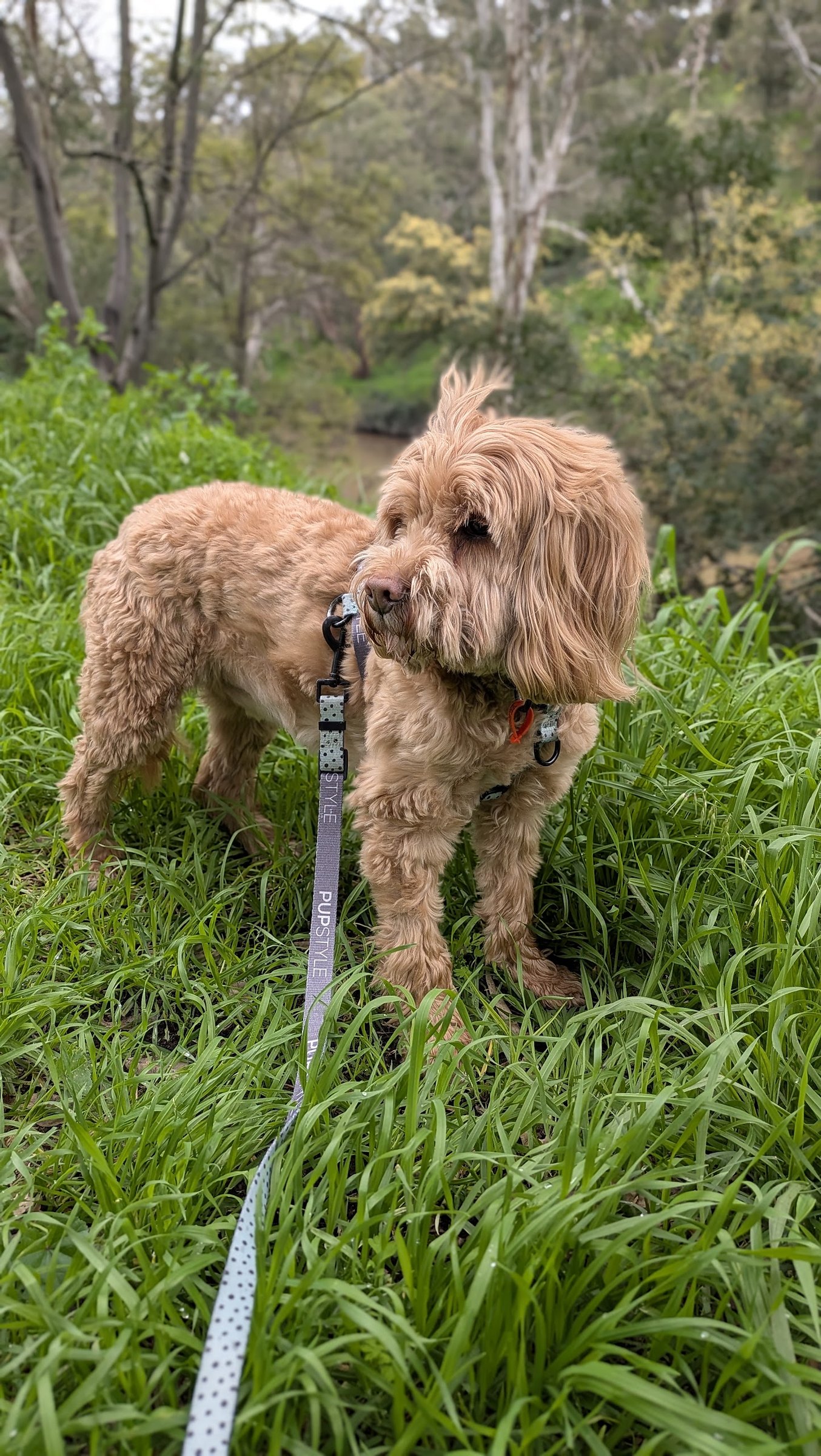 A cavoodle on a lead in long grass