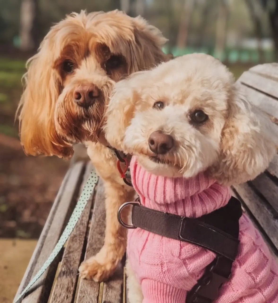 Two freshly groomed dogs on a park bench