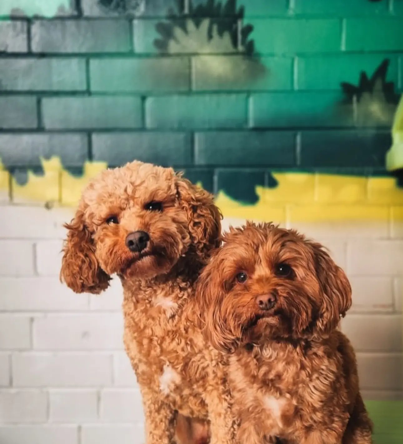 Two cavoodles in front of the painted mural