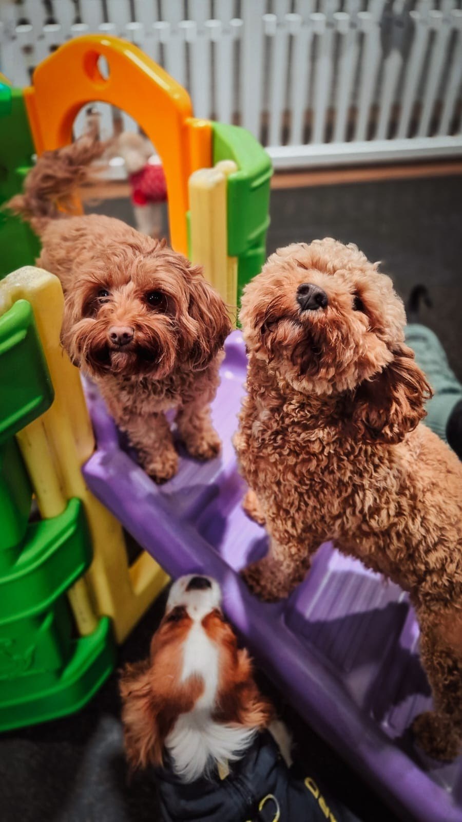 Two cavoodles on the play castle