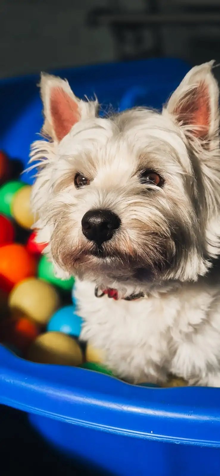 A westie in the ball pit