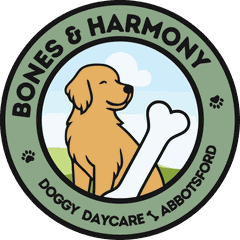 Bones & Harmony, doggy daycare, Abbotsford