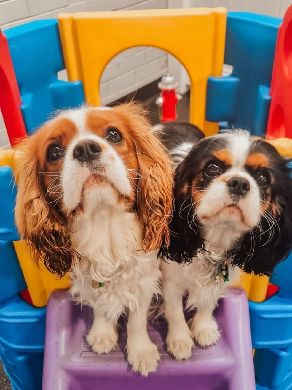 Two cavaliers on the play castle