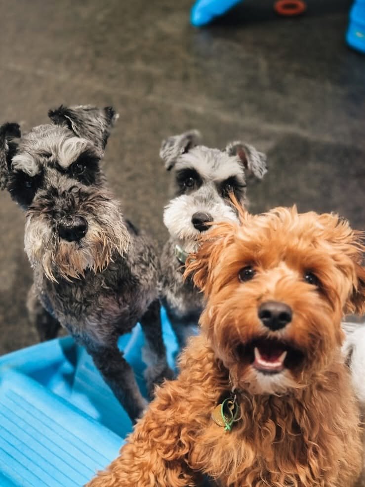 Two schnauzers and a cavoodle