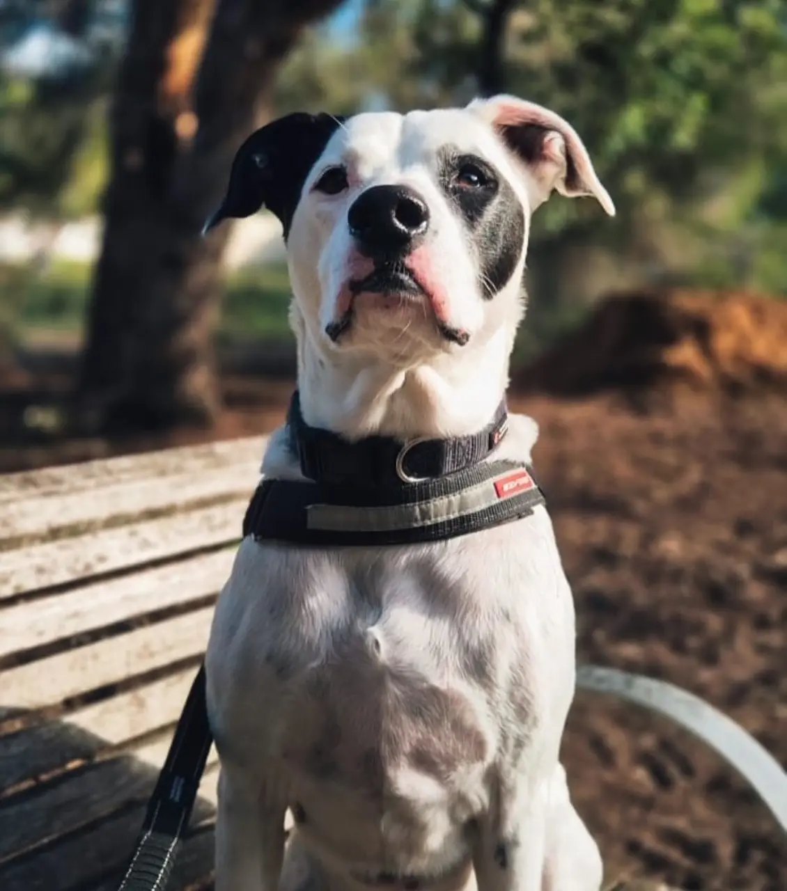 A staffy cross sitting on a park bench