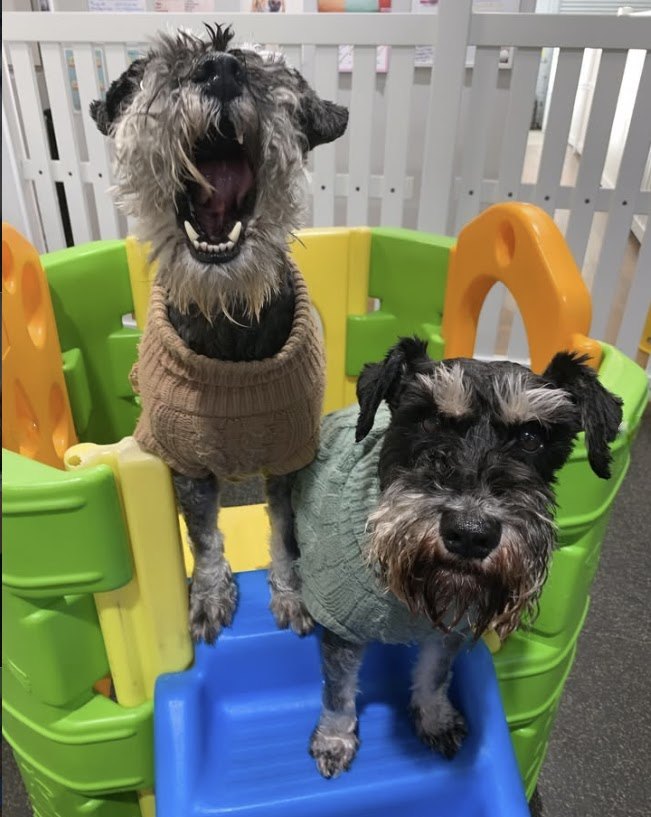 Two schnauzers in jumpers on the castle