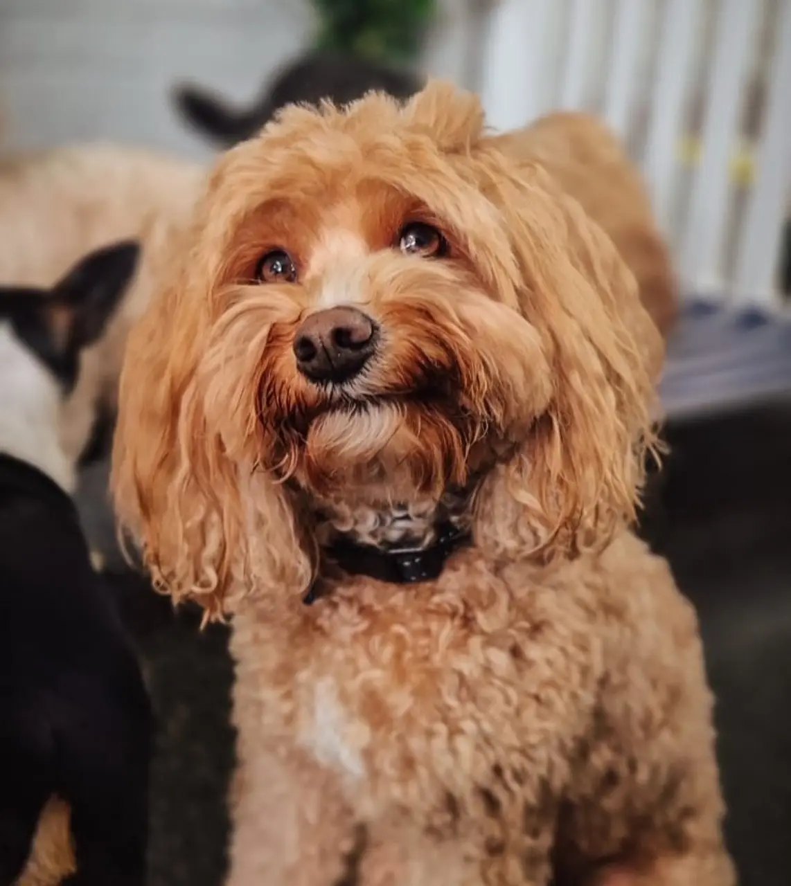 A fluffy cavoodle looking at the camera