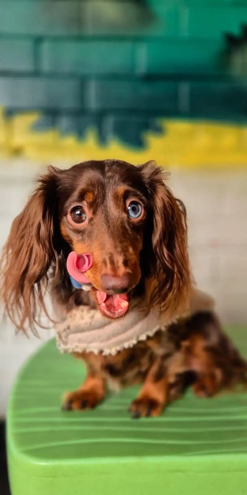 A dachshund on the green play step