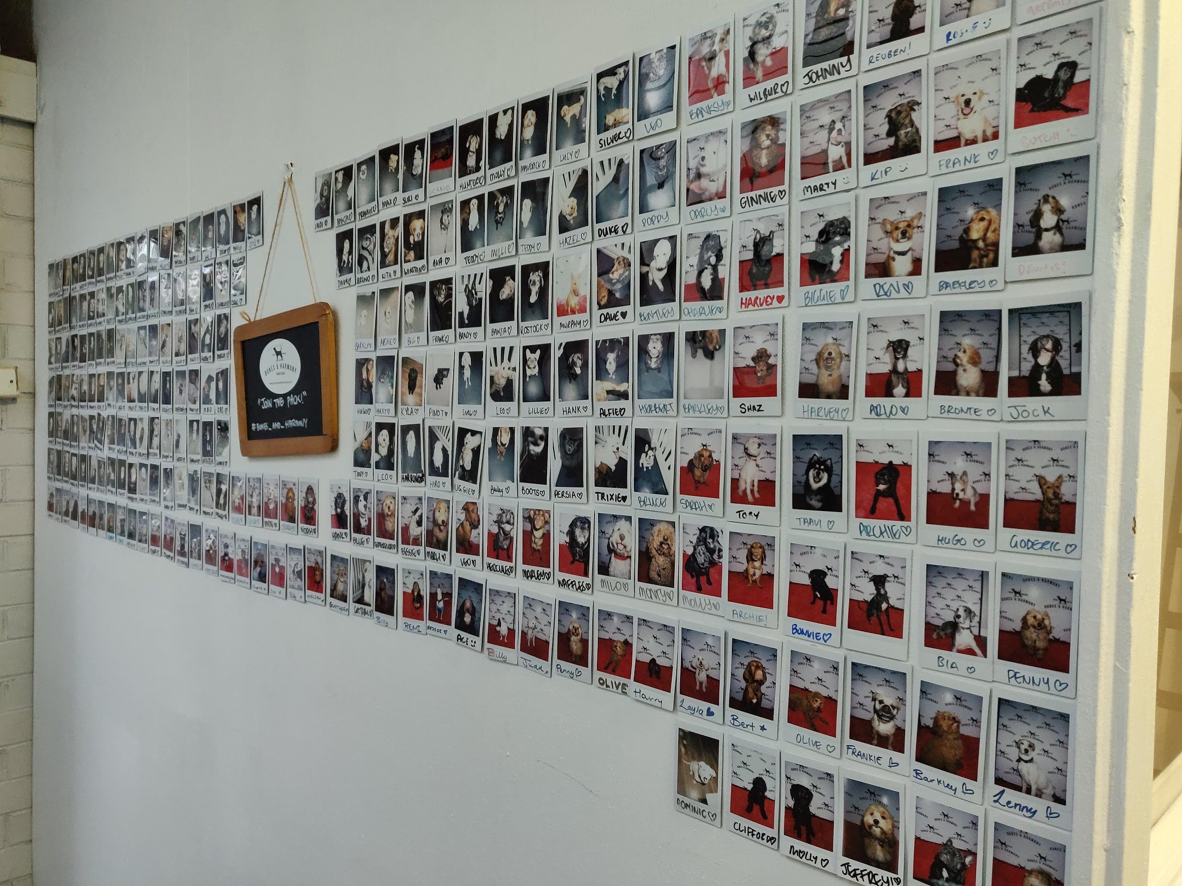 The pack wall at Bones and Harmony, covered in polaroids of our dogs