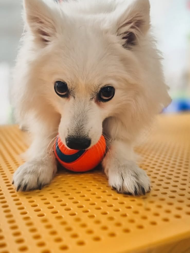 A white spitz with a ball on the puzzle mat