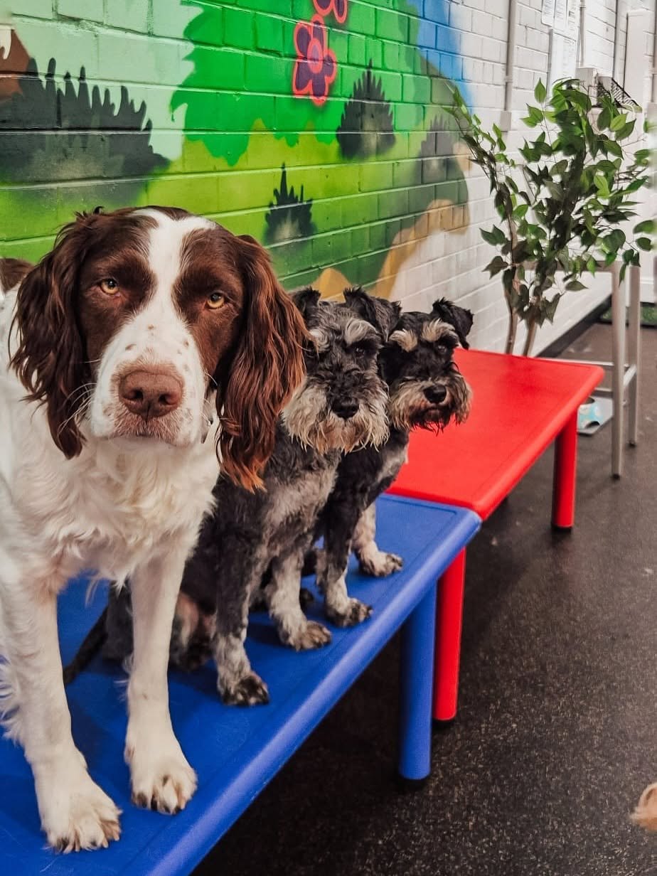 Three dogs resting on raised beds in front of the mural